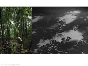 猛虎集 文艺创作片与动漫游戏的融合之路